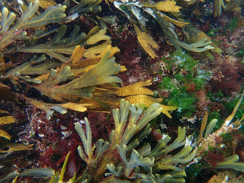 Toothed Wrack reference