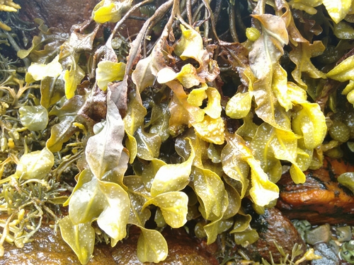 Spiral Wrack reference