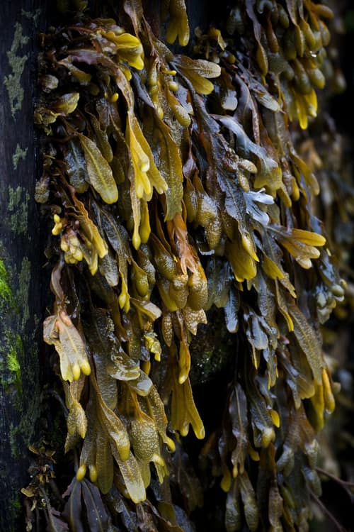 Bladder Wrack reference
