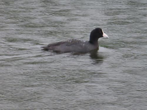Hawaiian Coot reference
