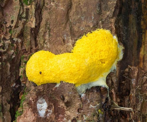 Dog Vomit Slime Mold reference