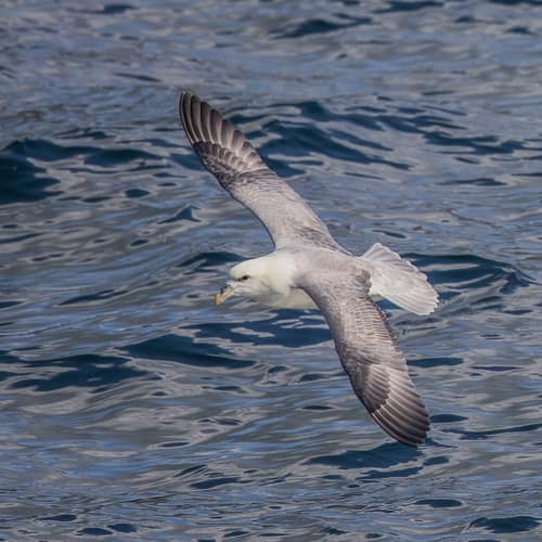 Northern Fulmar reference