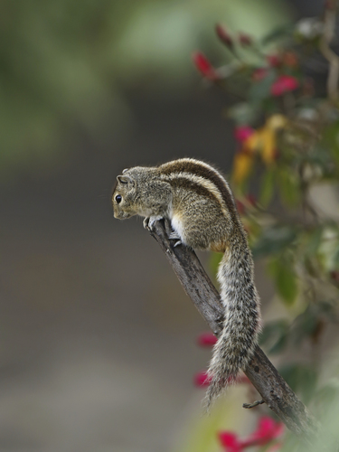 Indian Palm Squirrel reference