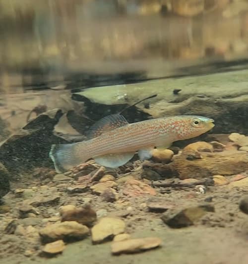 Northern Studfish reference
