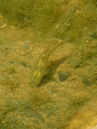 Banded Killifish reference