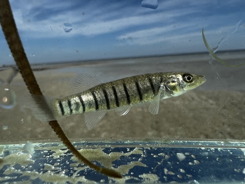 Striped Killifish reference