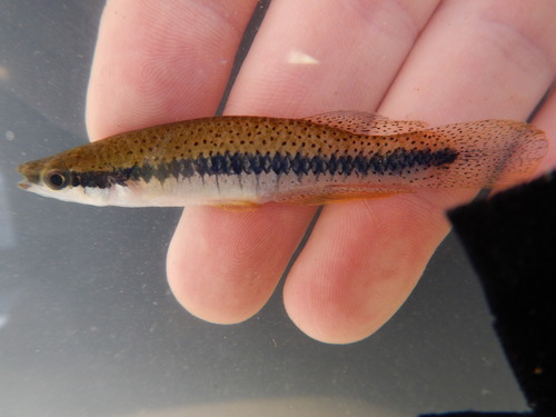Blackspotted Topminnow reference