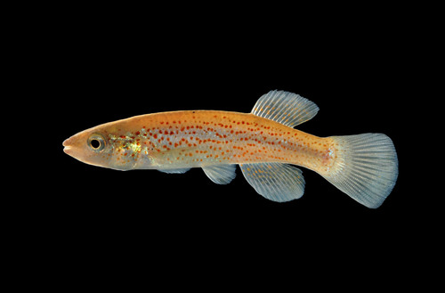 Southern Studfish reference