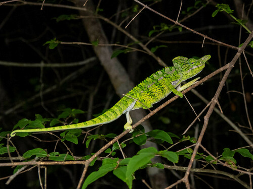 Labord's Chameleon reference