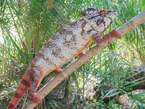 Oustalet's Chameleon reference