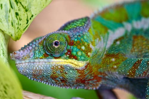 Panther Chameleon reference