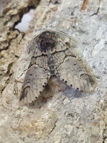 Poplar Kitten reference