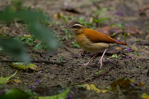 Pale-legged Hornero reference