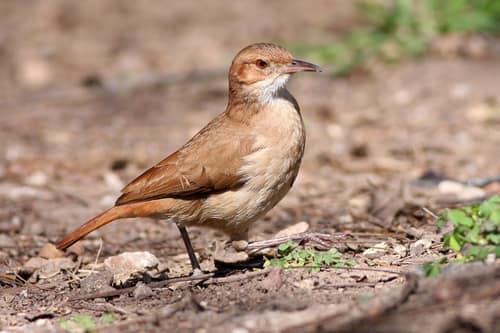 Rufous Hornero reference