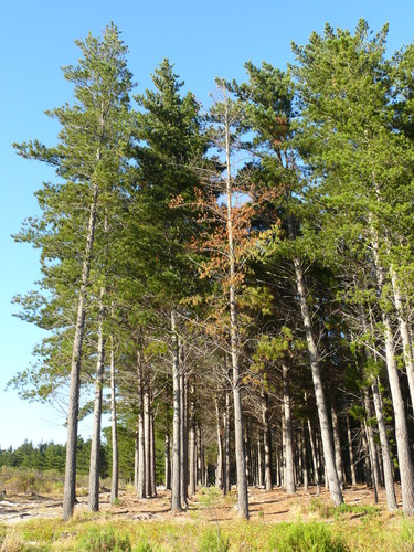 Pitch Canker Fungus reference