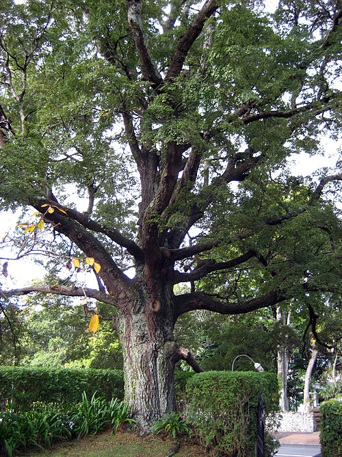 Black Beech reference