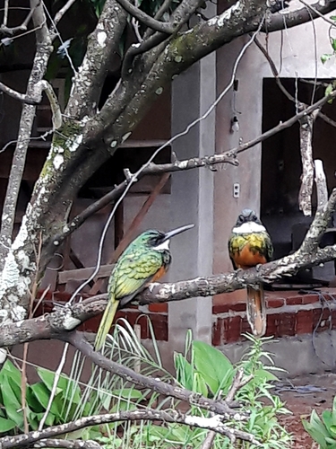 Rufous-tailed Jacamar reference