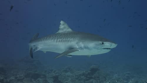Tiger Shark reference