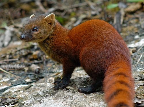 Ring-tailed Vontsira reference