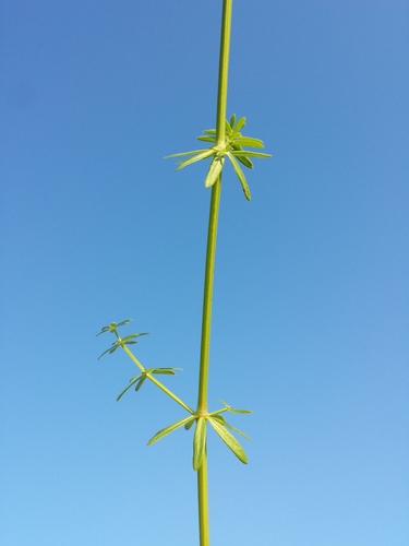 Upright Bedstraw reference