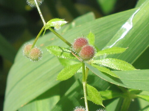 Cleavers reference