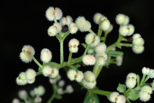 Northern Bedstraw reference