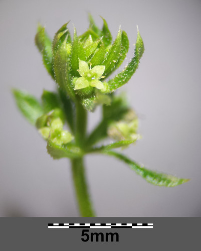 False Cleavers reference