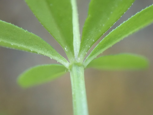 Sweet-scented Bedstraw reference
