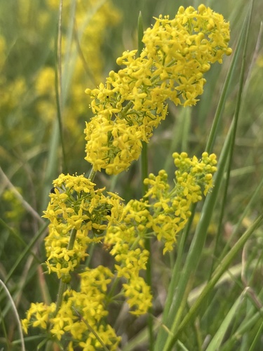Lady's Bedstraw reference
