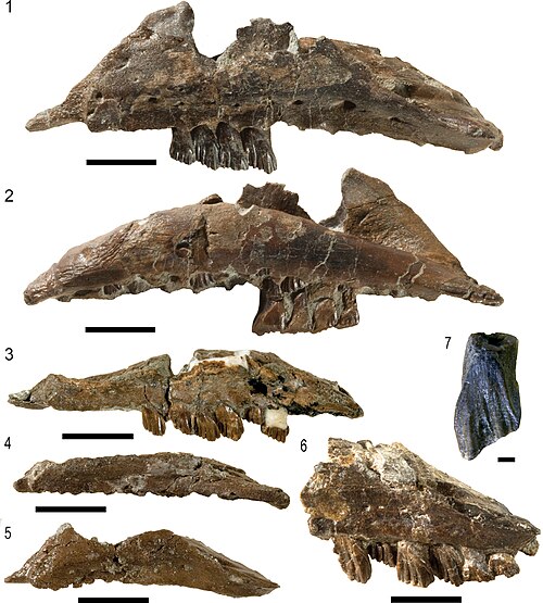 Galleonosaurus reference