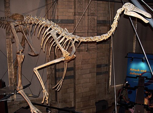 Gallimimus reference