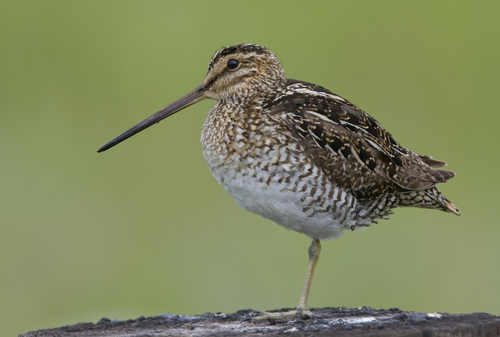 Wilson's Snipe reference