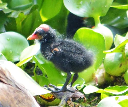 Common Gallinule reference