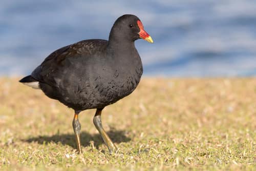 Dusky Moorhen reference