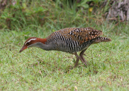 Buff-banded Rail reference
