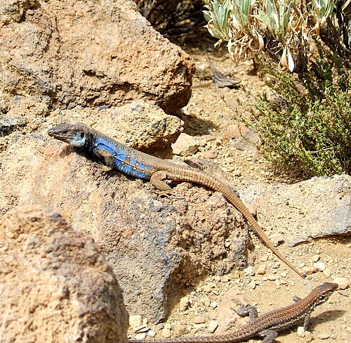 Tenerife Lizard reference