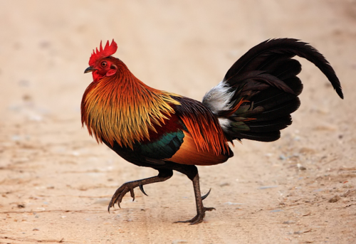 Red Junglefowl reference
