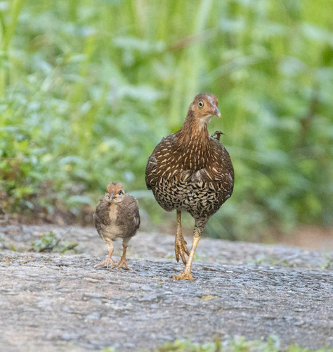 Sri Lanka Junglefowl reference