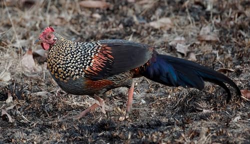 Grey Junglefowl reference
