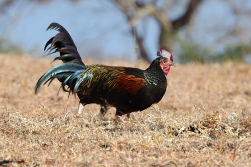 Green Junglefowl reference