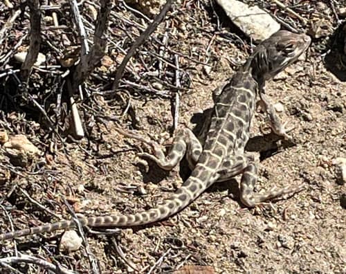 Long-Nosed Leopard Lizard reference