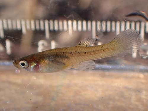 Western Mosquitofish reference
