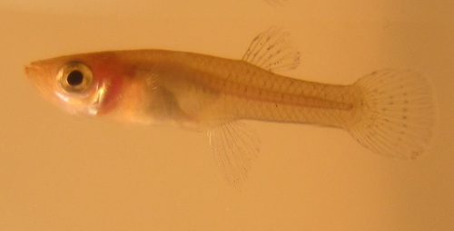 Eastern Mosquitofish reference