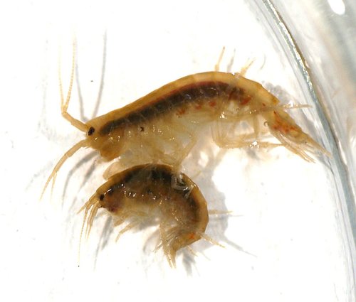Freshwater Amphipod reference