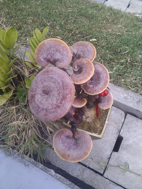 Reishi Mushroom reference