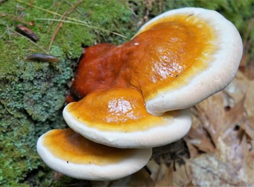 Hemlock Varnish Shelf reference
