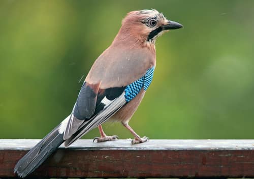 Eurasian Jay reference