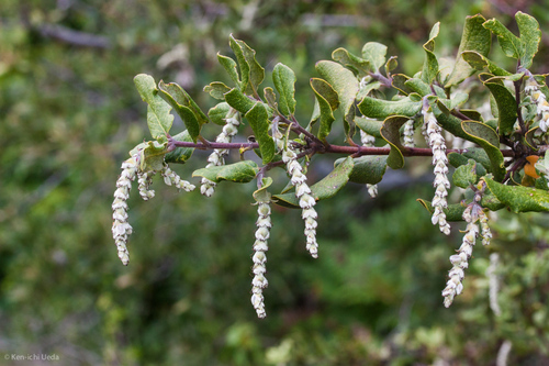 Coast Silk-Tassel reference
