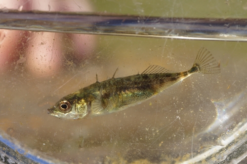 Three-spined Stickleback reference