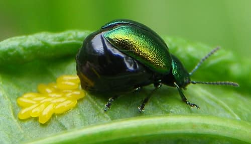 Green Dock Beetle reference